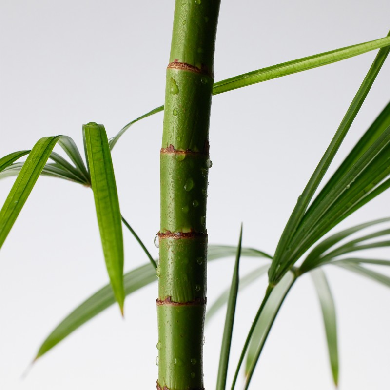 Гель для умывания с экстрактом бамбука и пантенолом Purito Seoul Mighty Bamboo Panthenol Cleanser, 150 мл